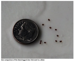 Size comparision of deer tick next to a dime